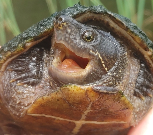 Eastern Musk Turtle