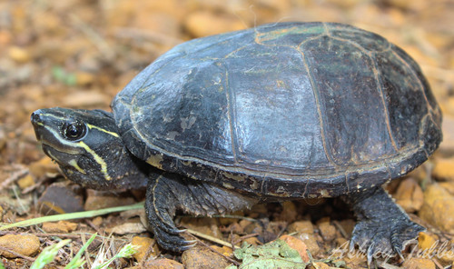 Eastern Musk Turtle