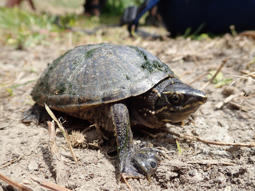 Eastern Musk Turtle