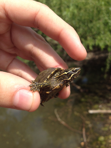 Eastern Musk Turtle