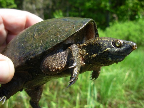 Eastern Musk Turtle