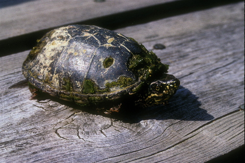 Eastern Musk Turtle