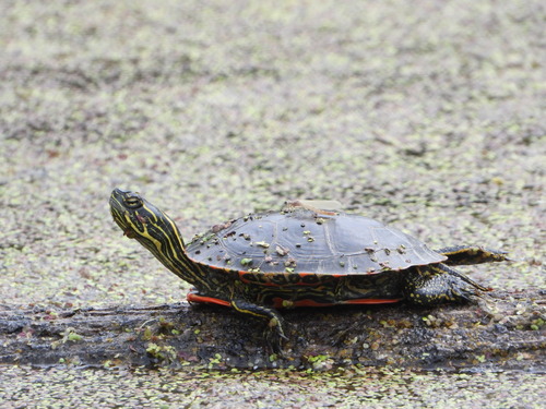 Painted Turtle
