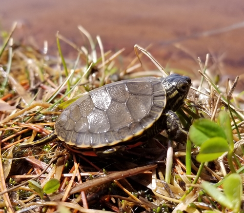 Painted Turtle