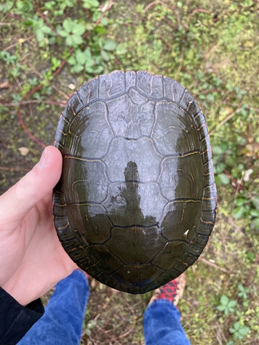 Painted Turtle
