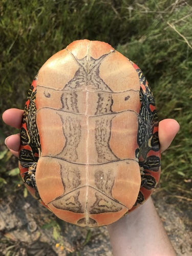 Painted Turtle