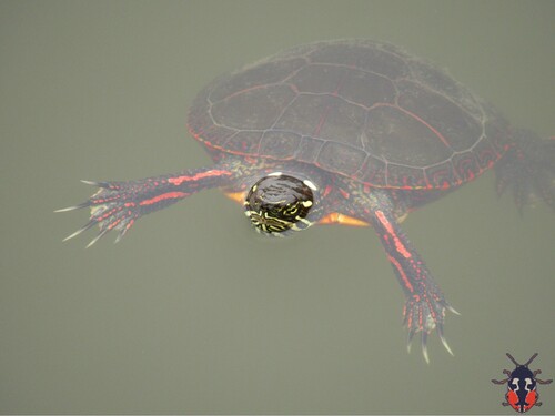 Painted Turtle