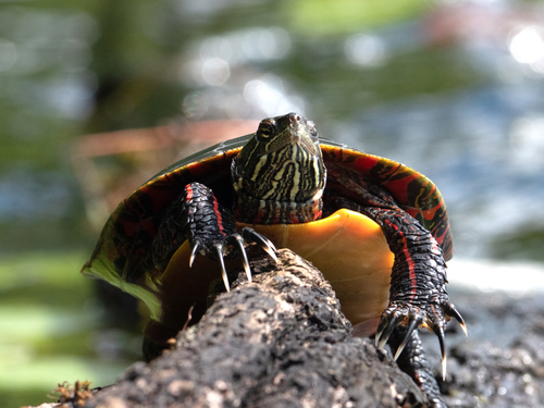 Painted Turtle