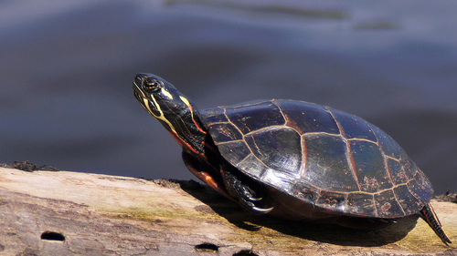 Painted Turtle