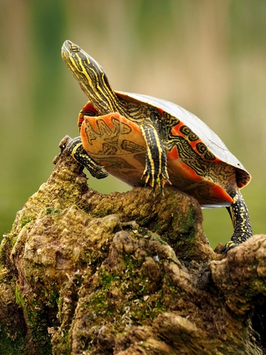 Painted Turtle