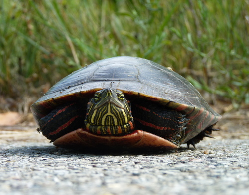 Painted Turtle