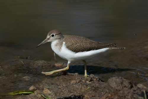 Common Sandpiper