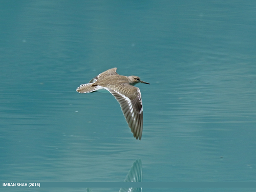 Common Sandpiper