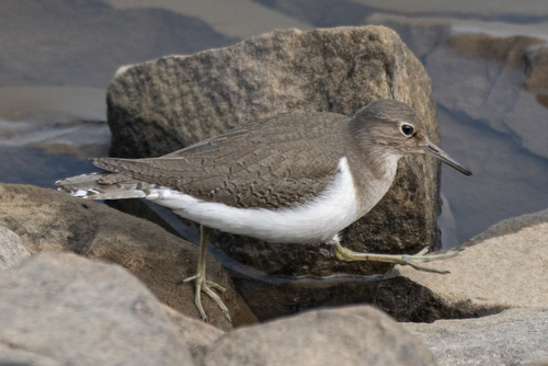 Common Sandpiper