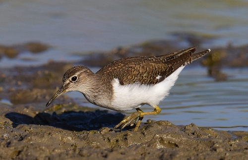 Common Sandpiper