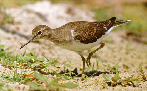 Common Sandpiper