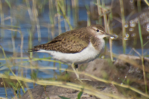 Common Sandpiper