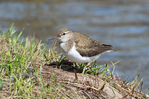 Common Sandpiper