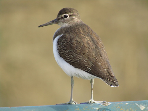 Common Sandpiper