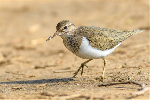 Common Sandpiper
