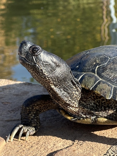Pond Slider