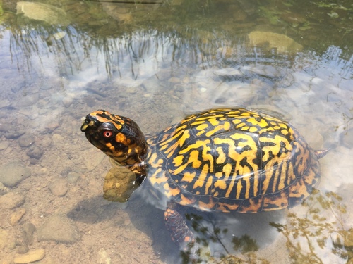 Common Box Turtle
