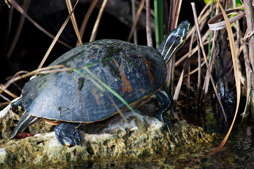 Cooters