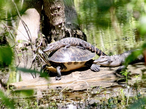 Cooters