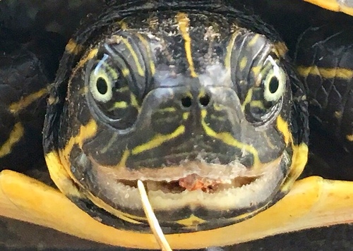 Cooters