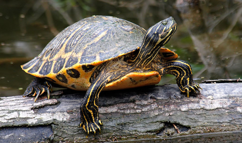 River Cooter