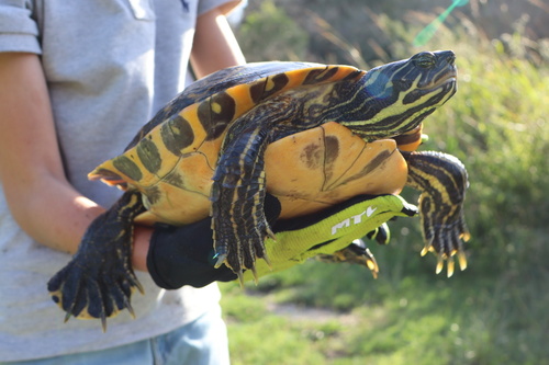 River Cooter