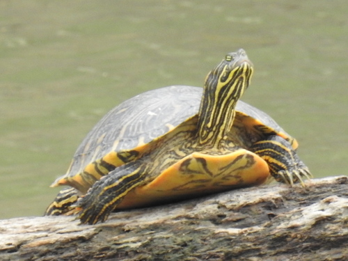 River Cooter