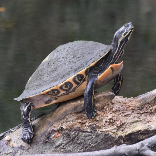 River Cooter