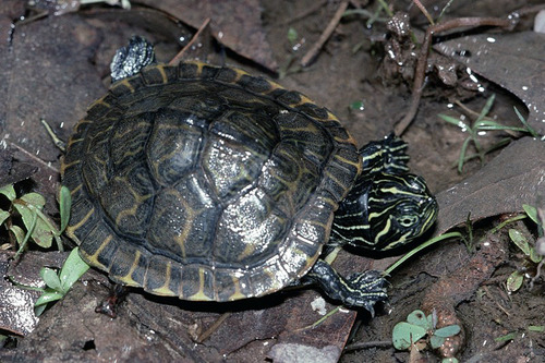 River Cooter