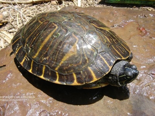 River Cooter