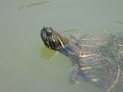 River Cooter