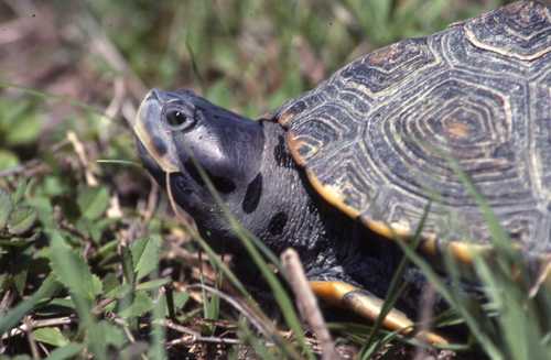 Diamondback Terrapin