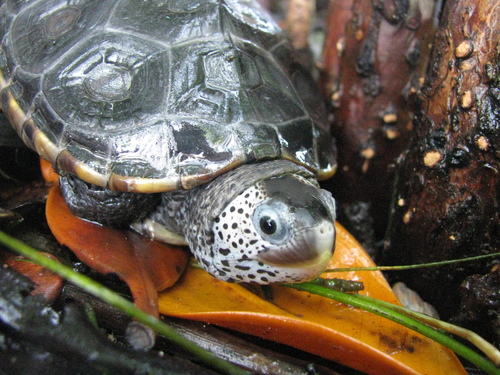 Diamondback Terrapin