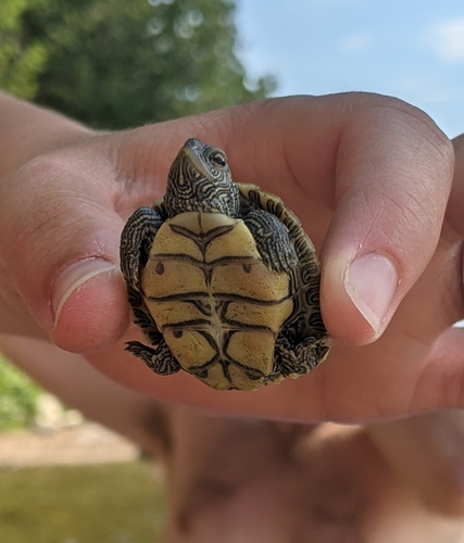 Northern Map Turtle