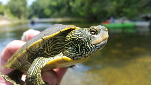 Northern Map Turtle
