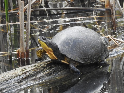 Blanding's Turtle