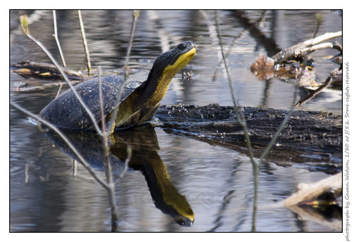 Blanding's Turtle