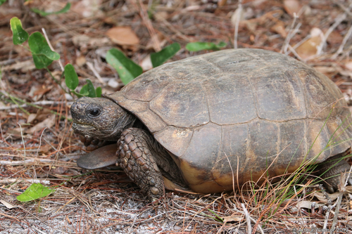 Gopher Tortoise