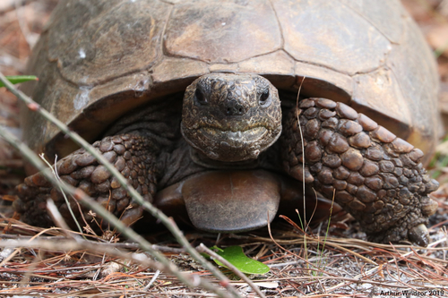 Gopher Tortoise