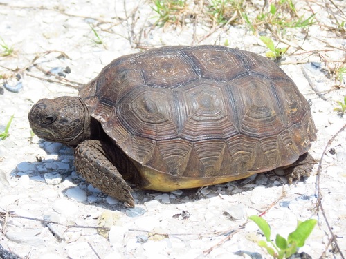 Gopher Tortoise