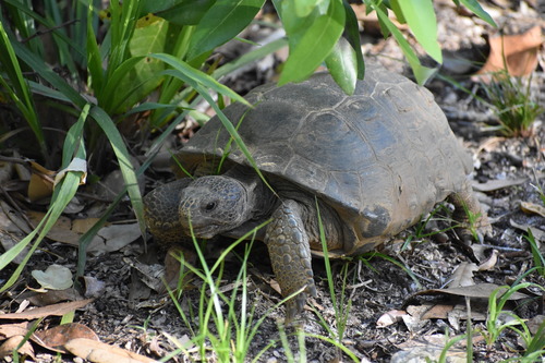 Gopher Tortoise