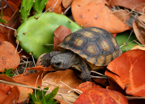 Gopher Tortoise