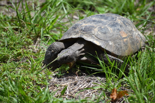 Gopher Tortoise