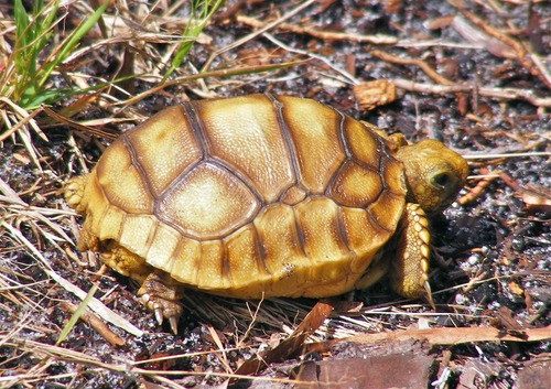 Gopher Tortoise