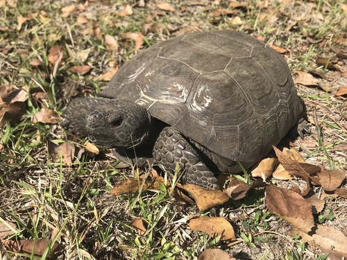 Gopher Tortoise